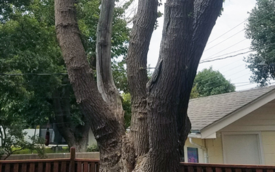 Tree Arbor
